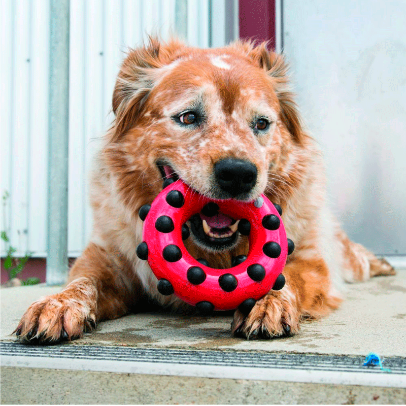 juguete para moder perros juguete para moder perros